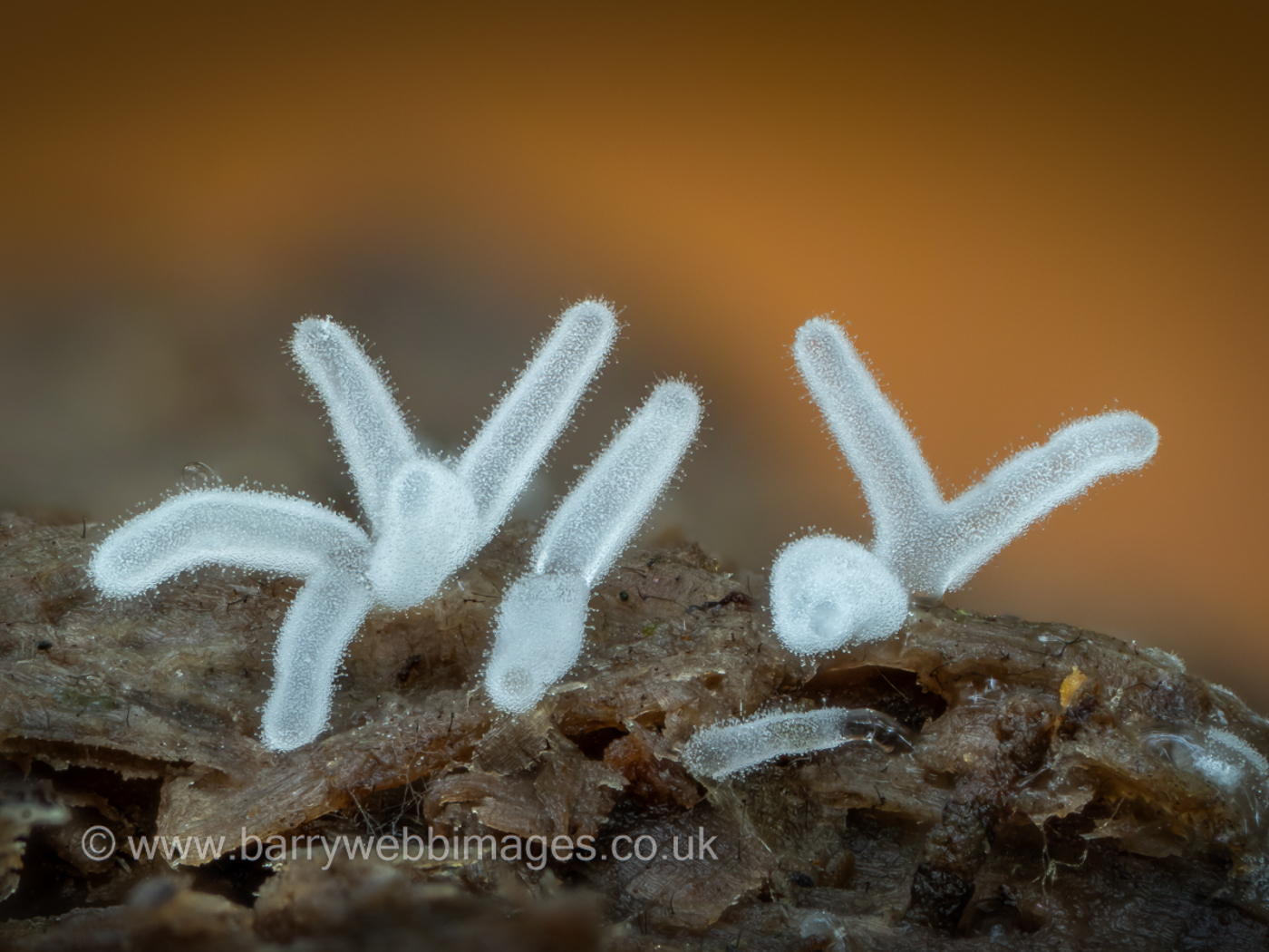 Photo © Barry Webb FRPS Ceratiomyxa fruticulosa by Barry Web FRPS